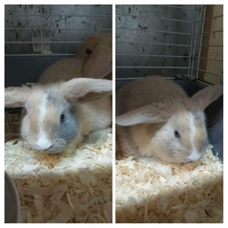 Mini Lop, Lionhead, & Dwarf Bunnies