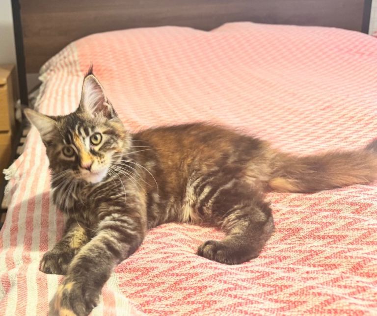 Purebred pedigree Maine Coon female