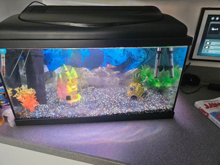 Fish tank with fish