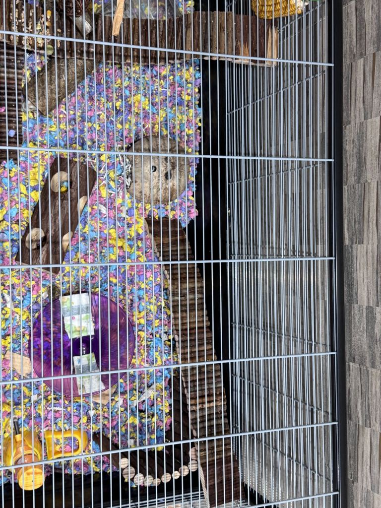 Hamster with full set up and 1 year supply  