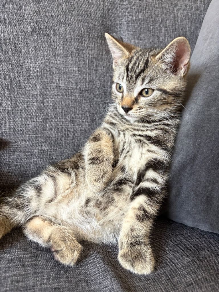 Healthy gorgeous kittens looking for a loving home
