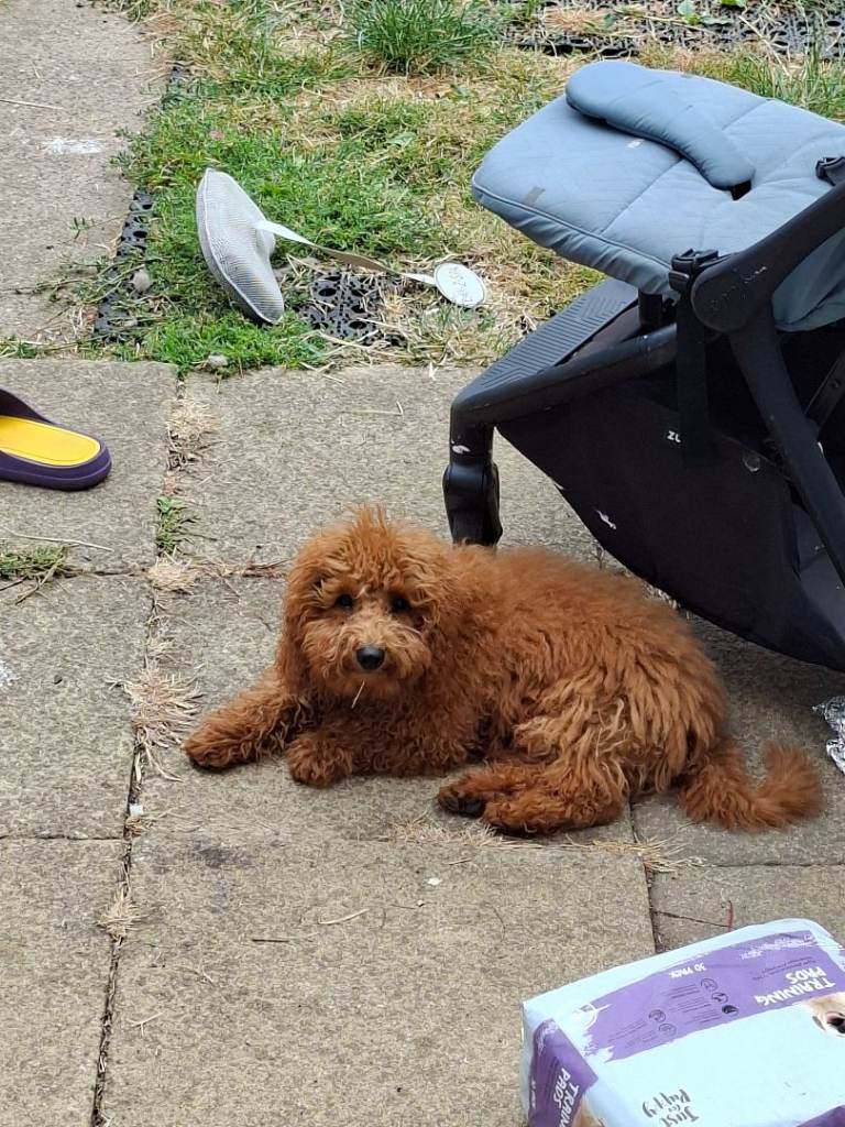 Red Toy Poodle for Sale Beautiful 7-month-old male red toy poodle 