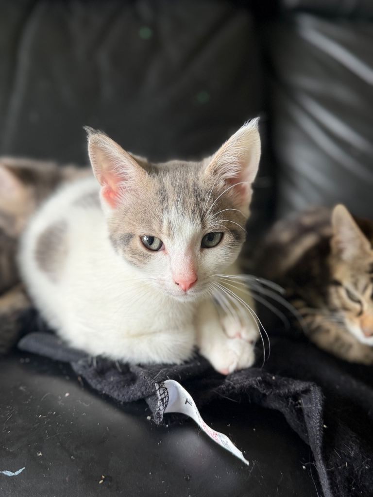 3 beautiful kittens