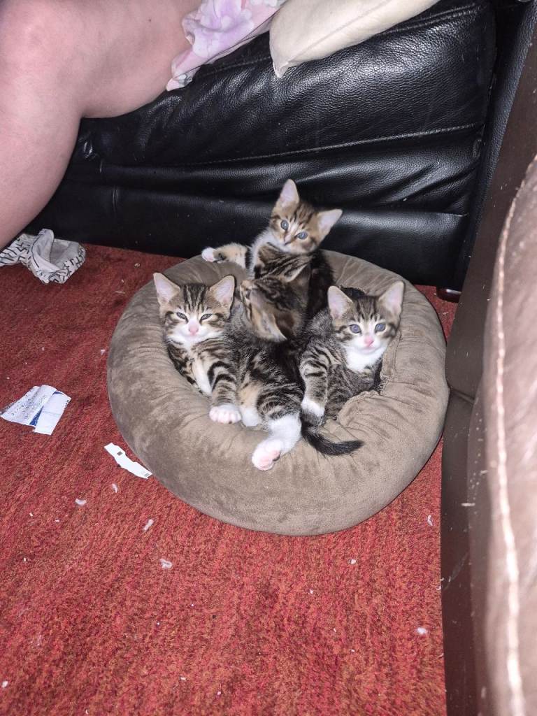 kittens 