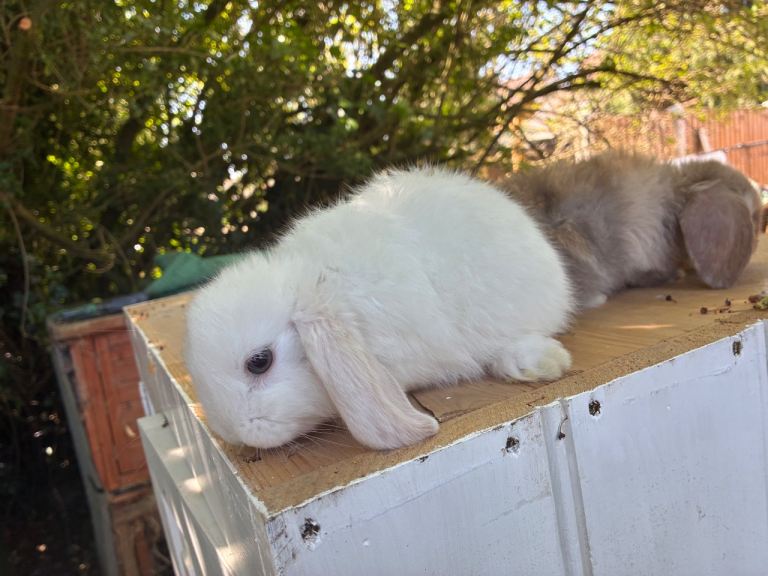 2  beautiful mini lop babies 