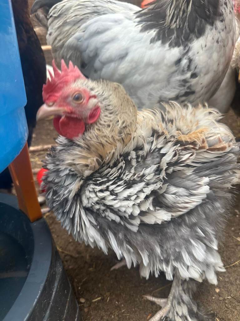 2 pekin bantam and 1 cockerell frizzle bantam ready to go 