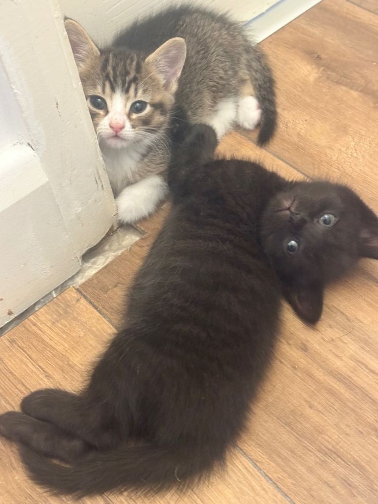 Tabby kittens 
