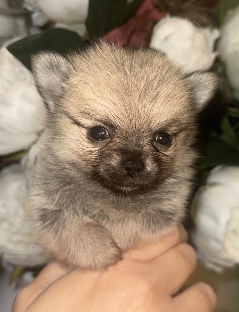 Stunning Pomchi  Puppies 