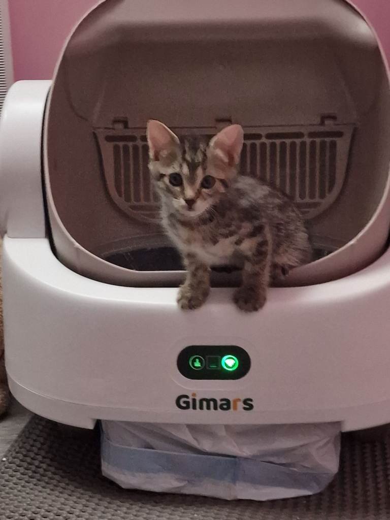 To kittens for sale 