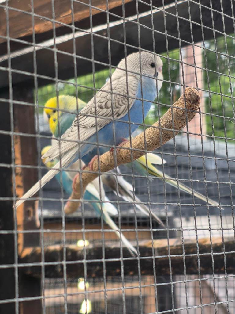 Budgie