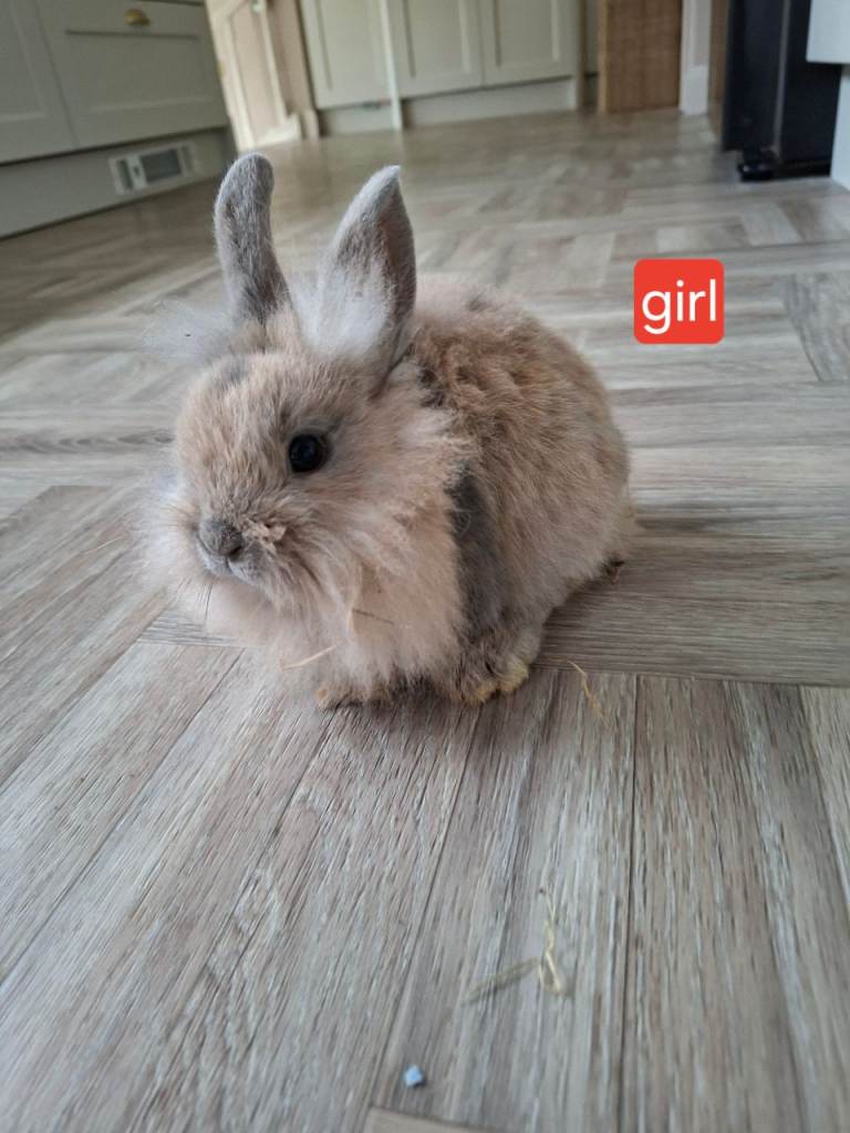 9 week old baby rabbits 