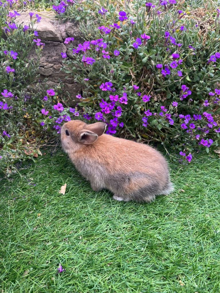 Lovely Mini Lop buns