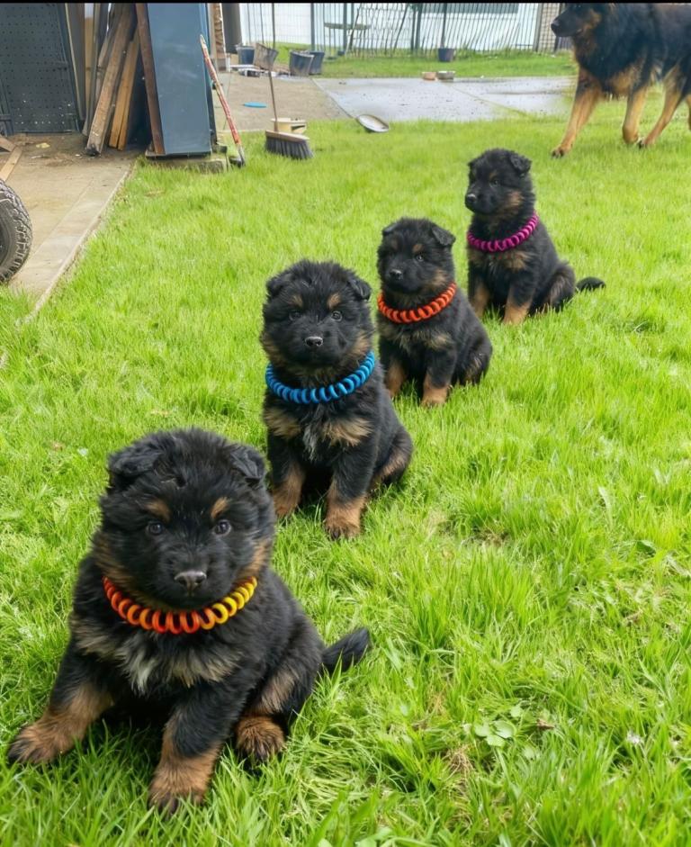 Outstanding straight back long haired German Shepherds 