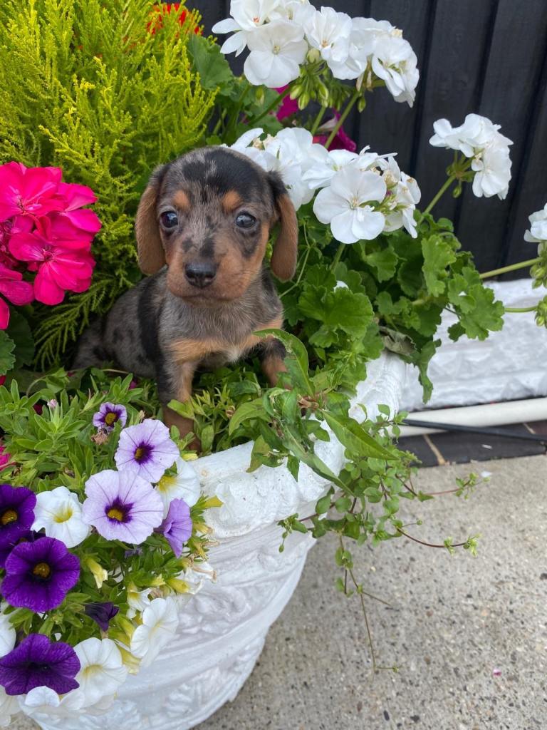 Miniature Dachshund Puppy’s 
