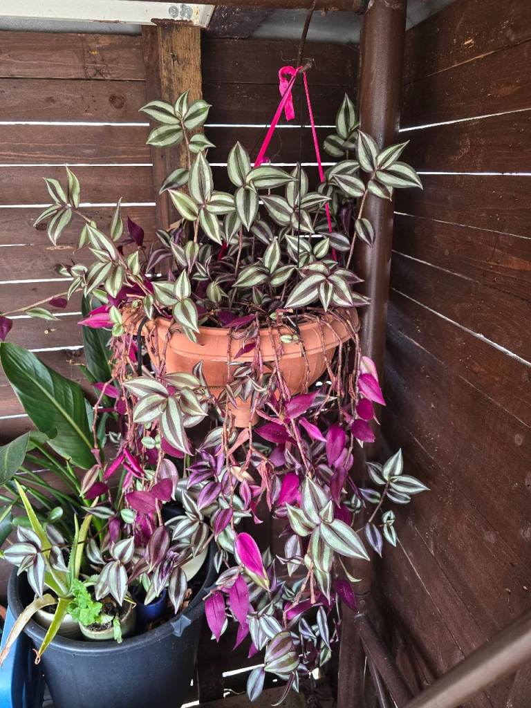 Beautiful house plant