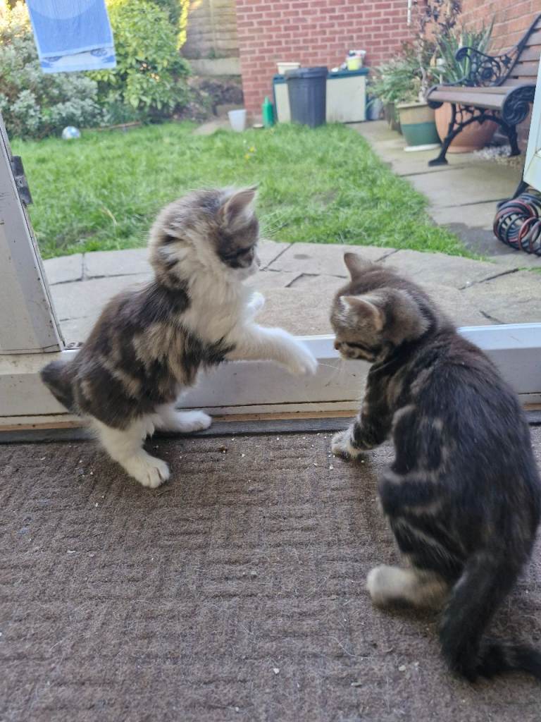 Cute kittens for sale.