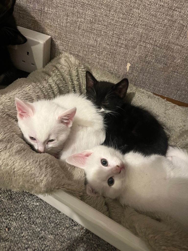 Cute black and white kittens 