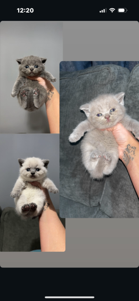 Adorable British shorthairs
