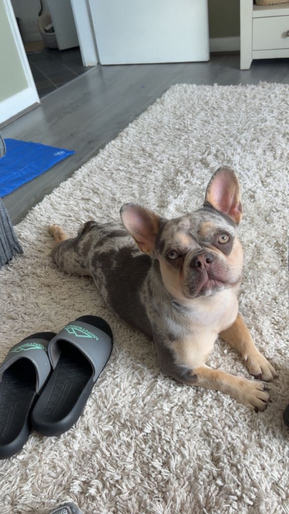 Female French bulldog merle 
