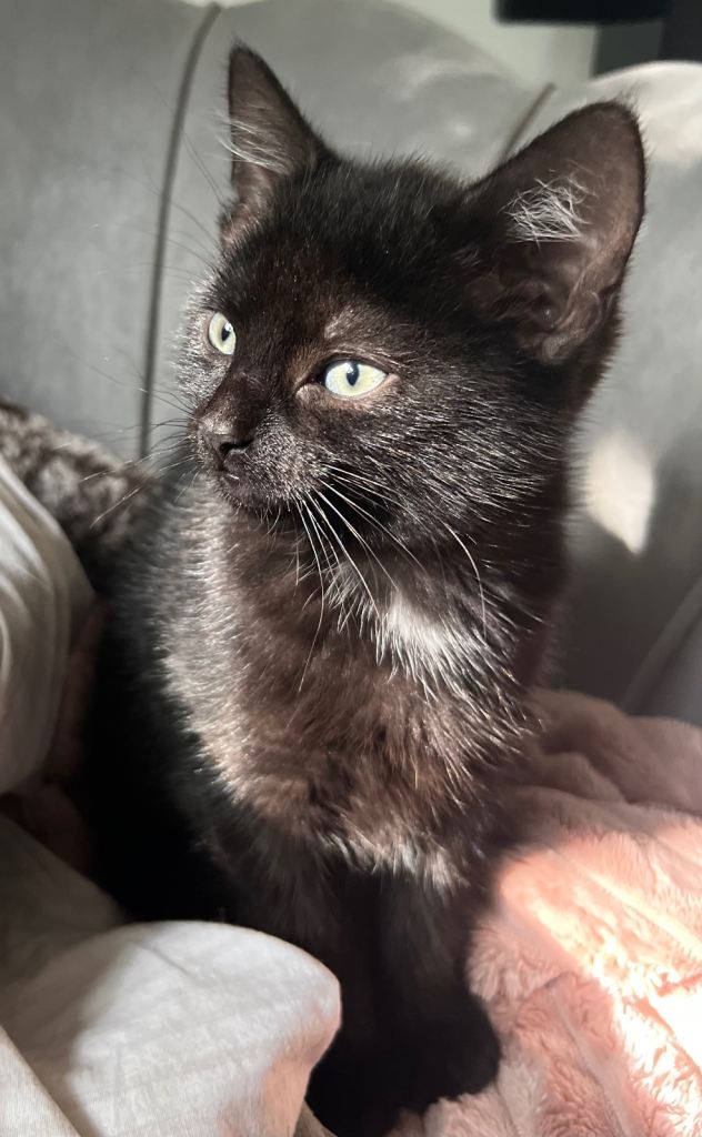 Black Kitten beauties for sale