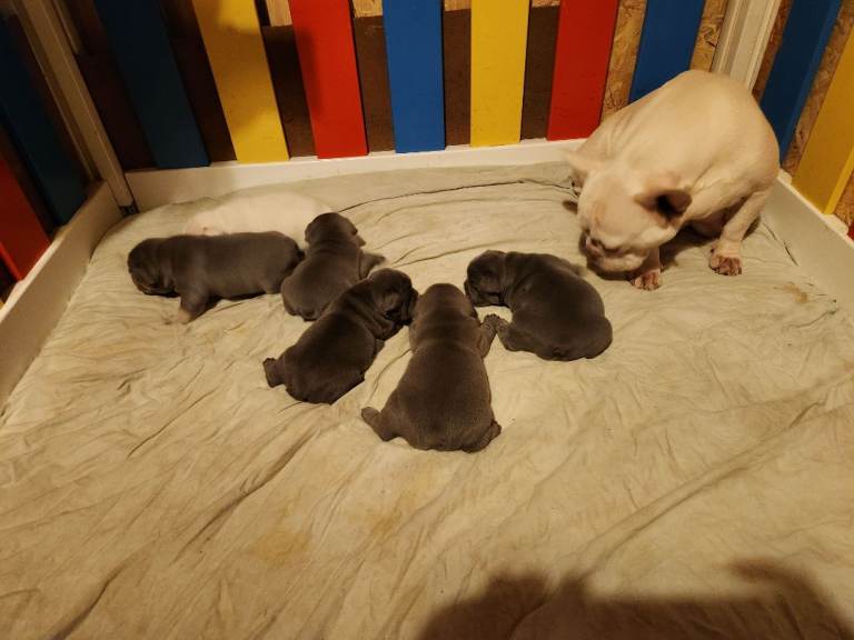 French Bulldog Puppies