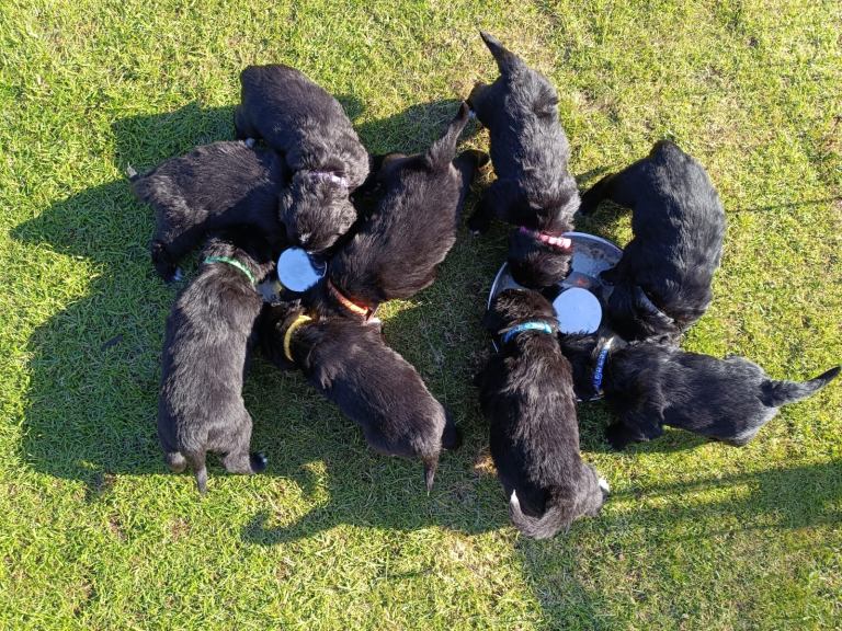 Bernese Mountain Dog/Golden Retriever Pups