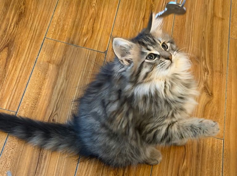 2 long haired kittens, Gartcosh 