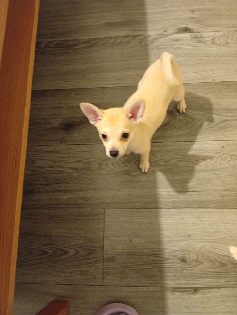 🏡 Extra Mini Pinscher × Pomeranian Puppies Looking for Their Forever Homes