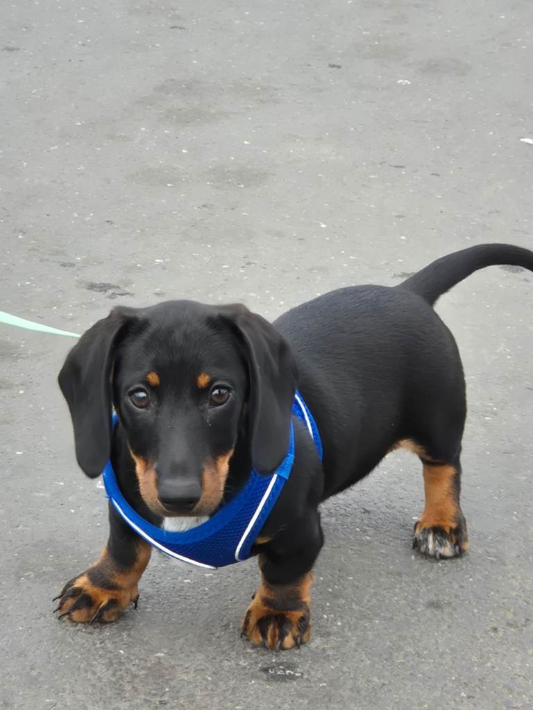 Dachshund puppy male