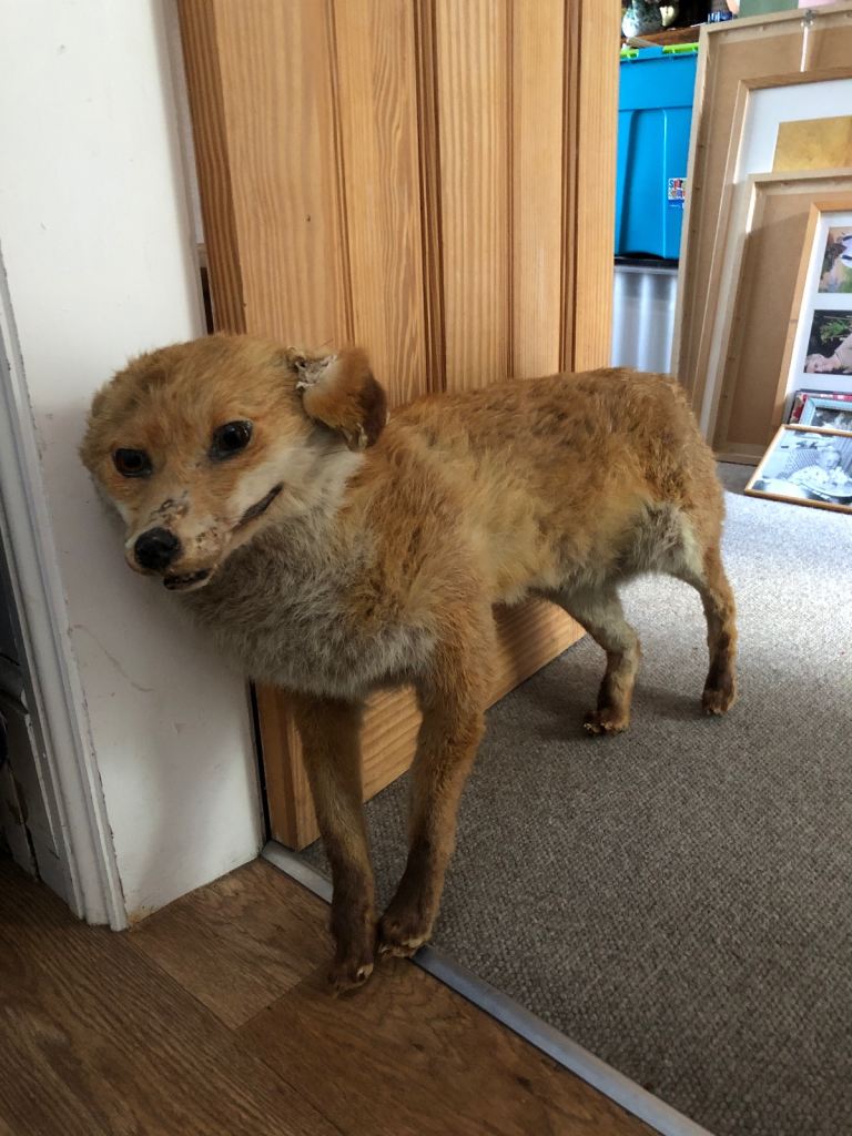 Taxidermy - small red fox