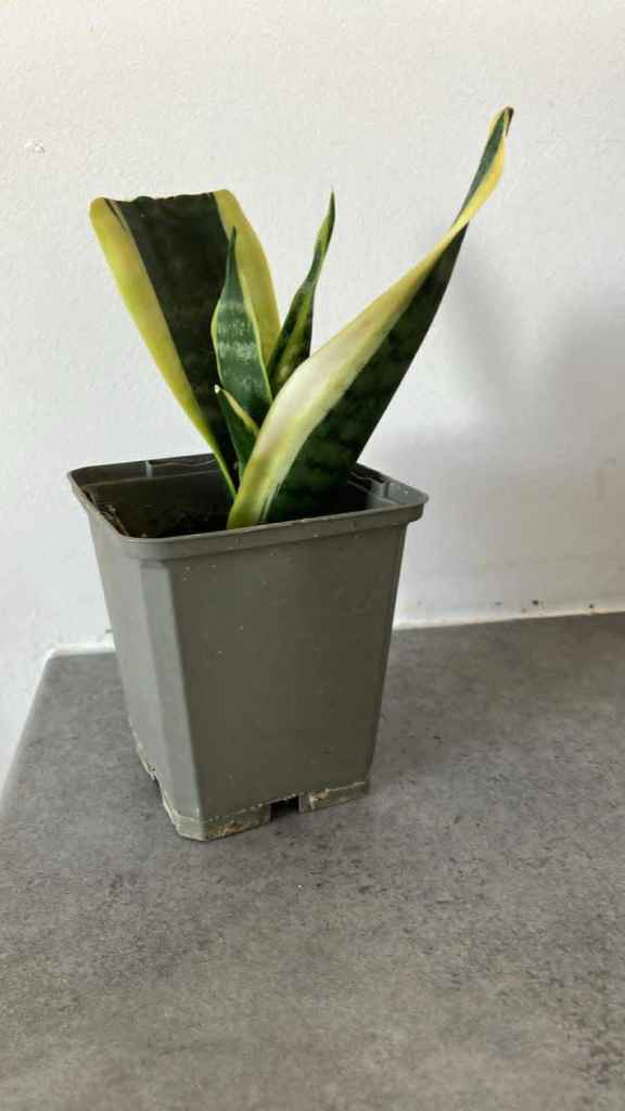 Snake Plant (Sansevieria) in  Pot