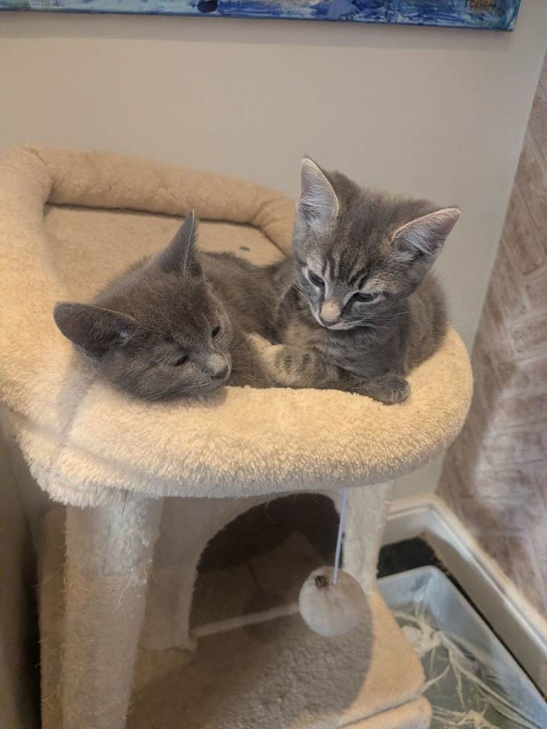 11 week old kittens
