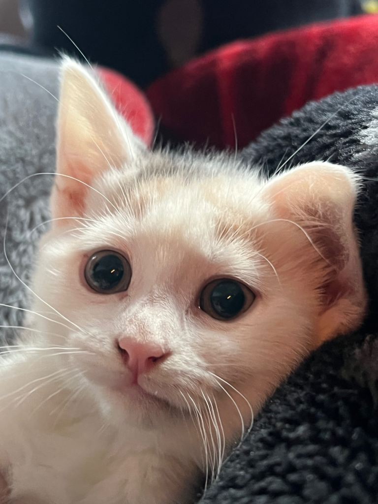 Short haired 9 weeks kitten
