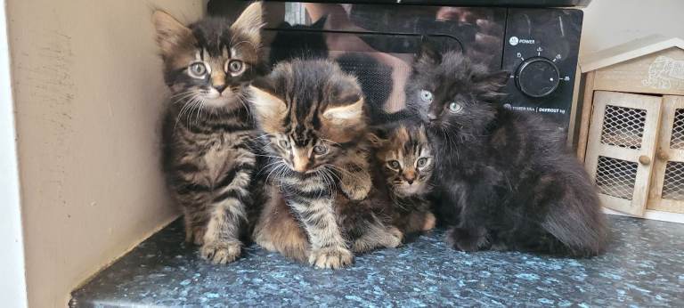 4 beautiful kittens 