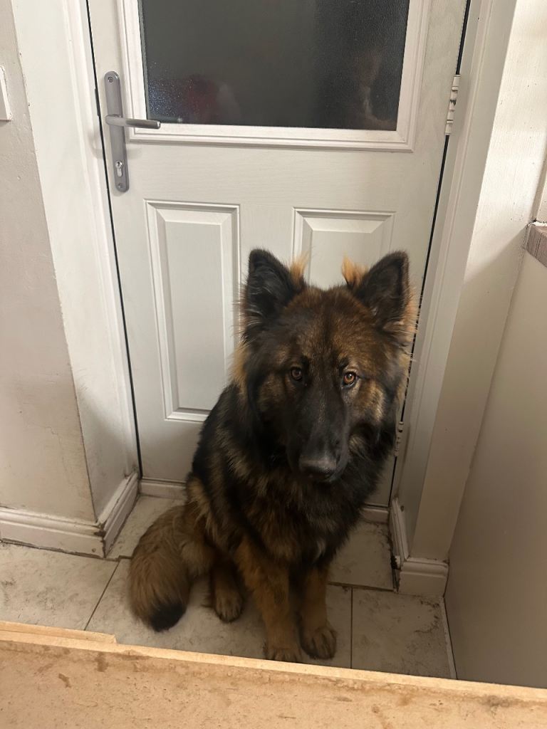 🐾 Chief – German Shepherd Looking for a Loving New Home 