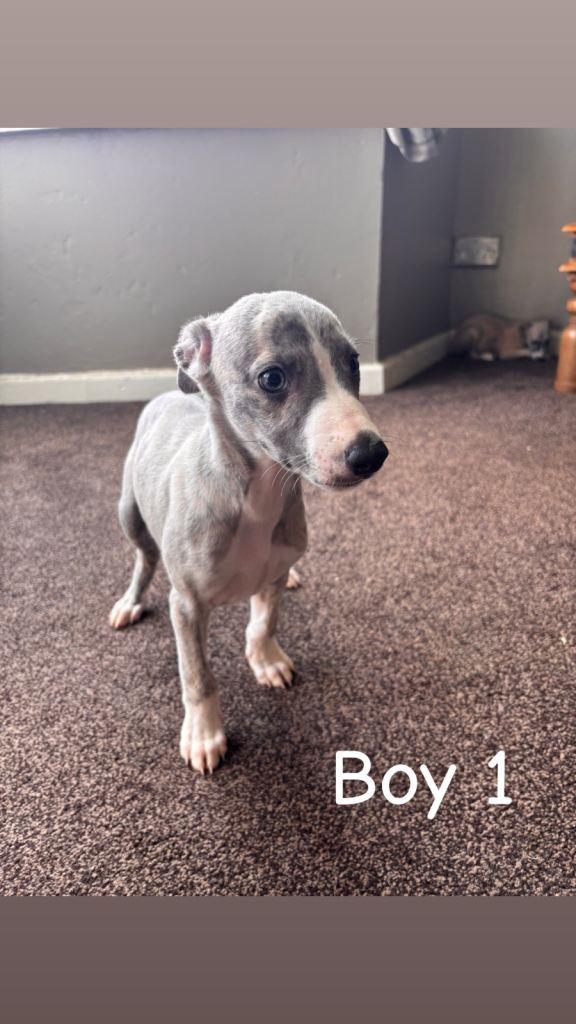 WHIPPET PUPS FOR SALE 