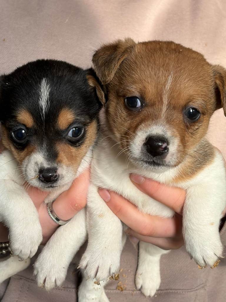 Adorable Jack Russell Puppies