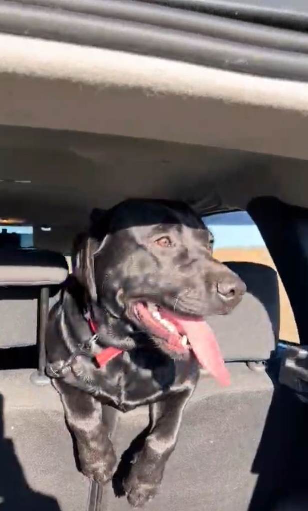 14 Month Old Purebred Labrador – Calm, Sweet Natured Family Dog