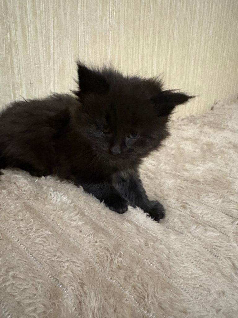 Maine Coon Kittens — Fluffy, Friendly, Ready Soon