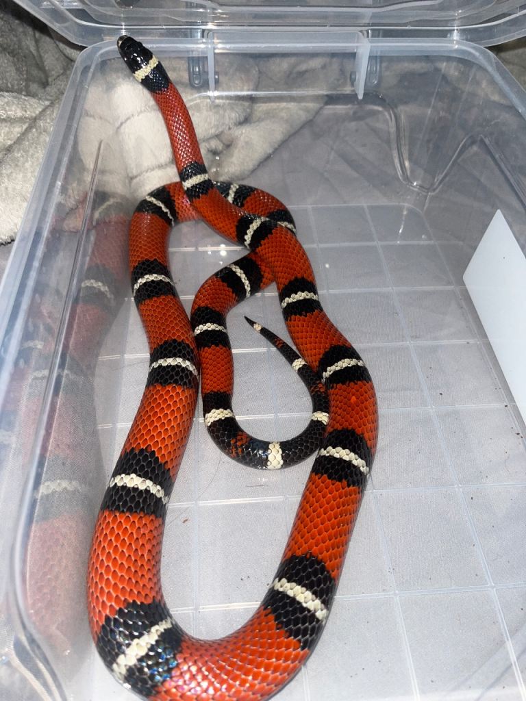 Sinaloan milksnake 