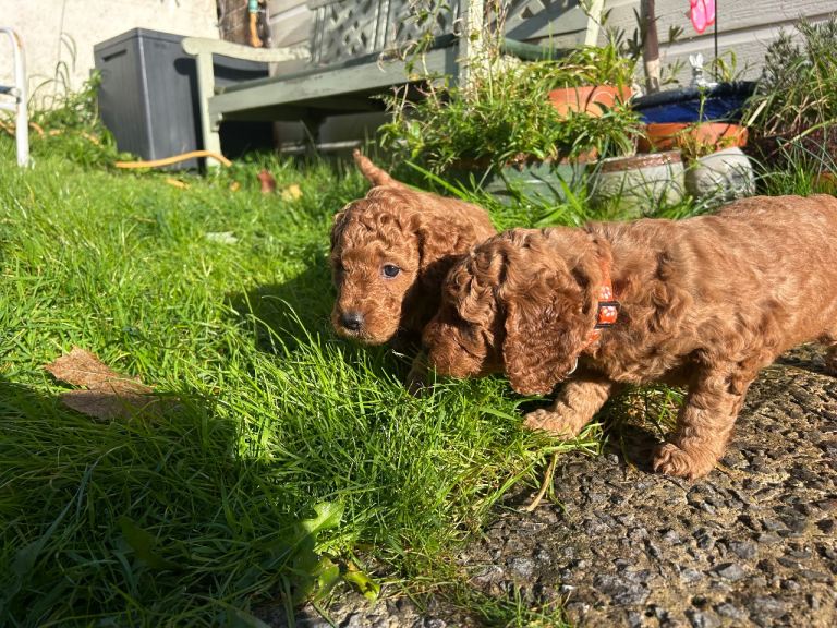 Cockapoo Puppys 