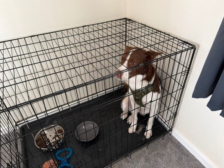 Male dog