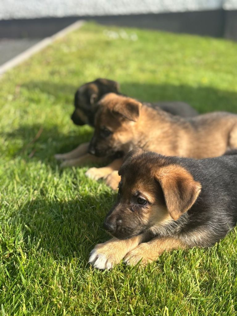 German Shepard pups 