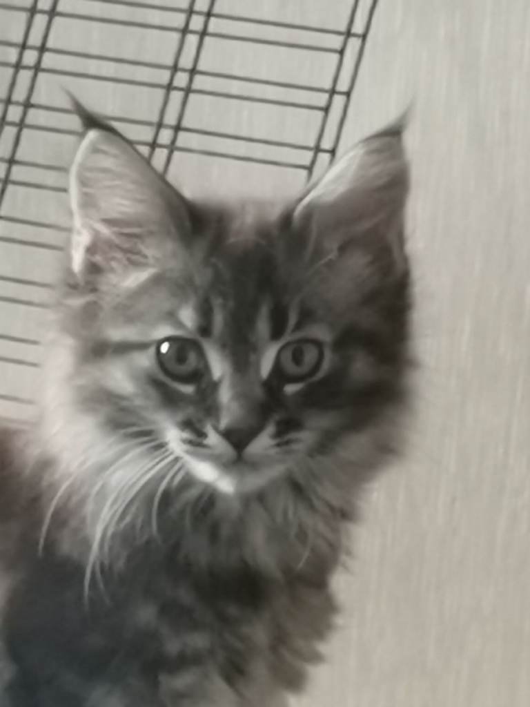 Maine Coon x kittens 