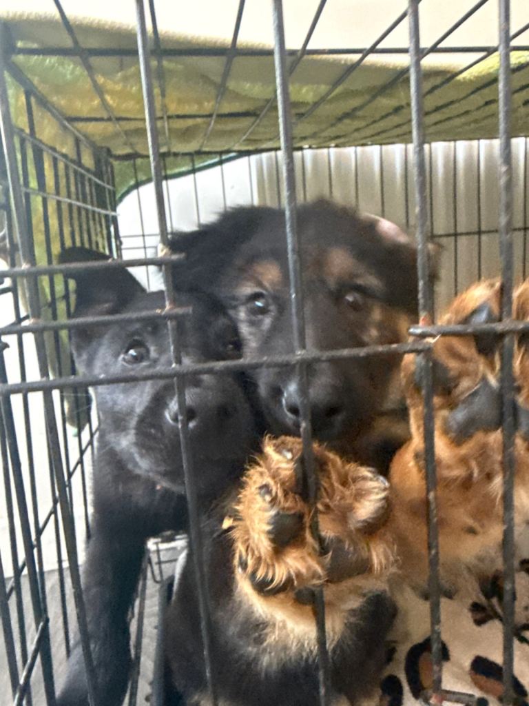 German shepherd X Australian Kelpie 