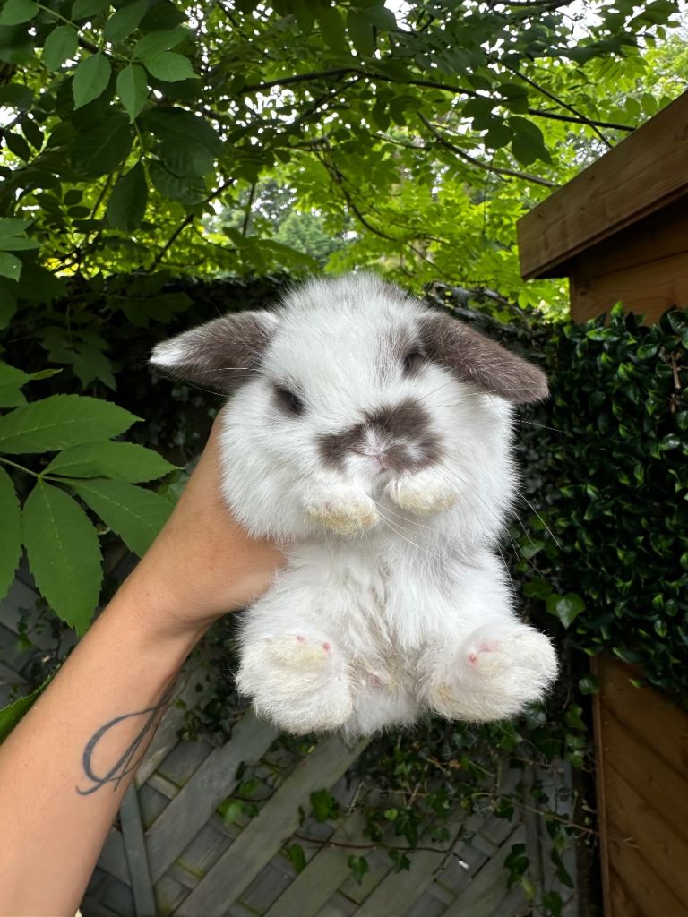 Beautiful Mini Lop Bunny’s 