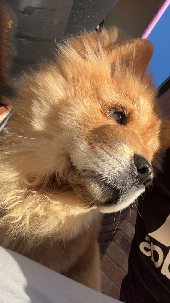 Chow chow puppies 4 month and 7 month 