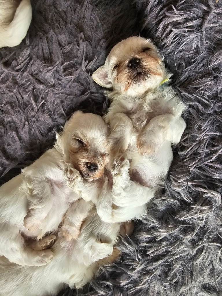 One female fluffy cuties