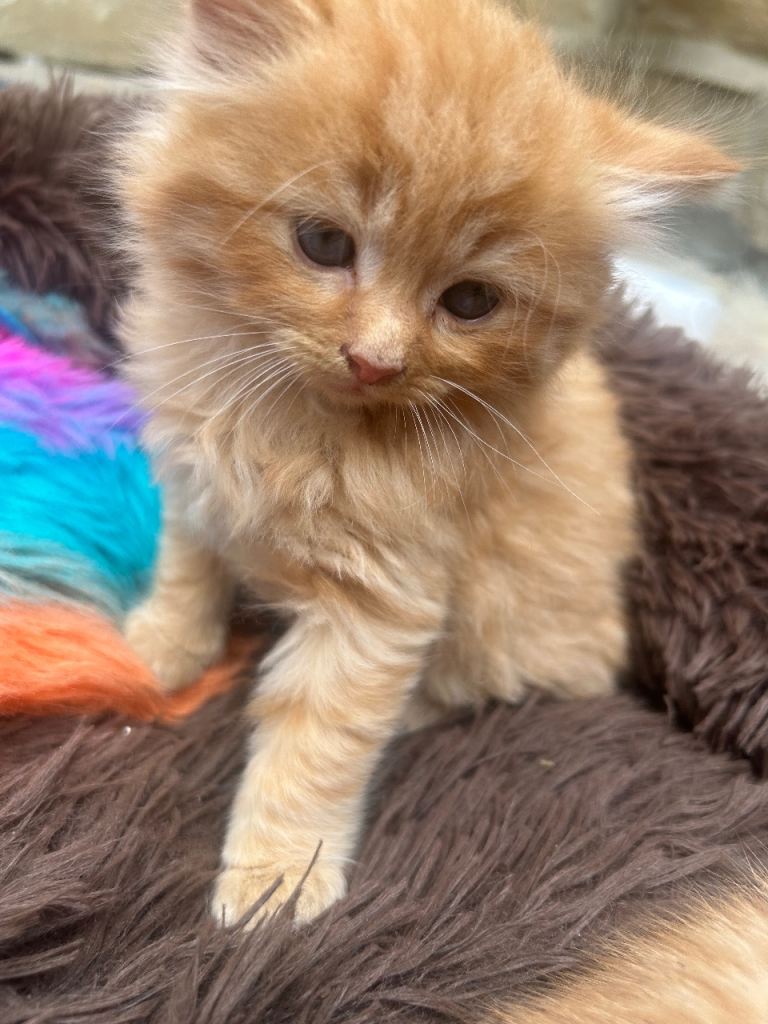 Kittens £200 each