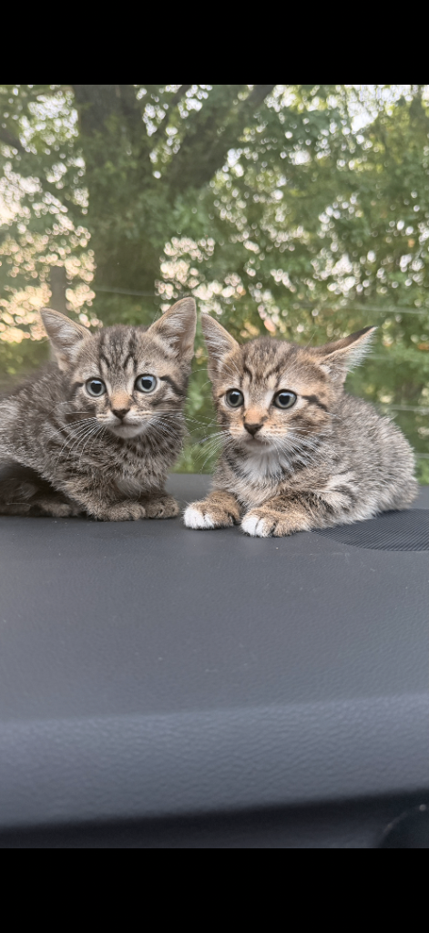 KITTENS FOR SALE Bengal and tabby cross